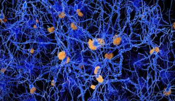 26th April: Remember Me - Memory and the Brain 