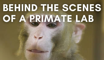 Primate lab