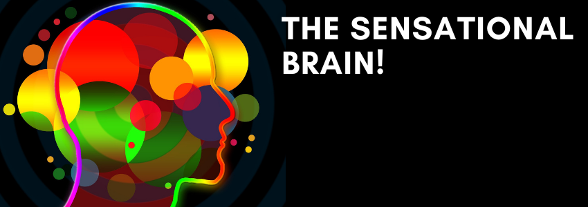 the sensational brain