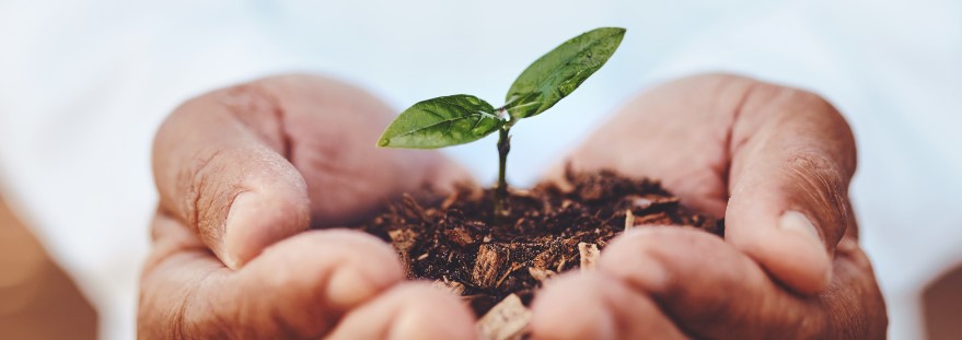 a seedling in cupped hands